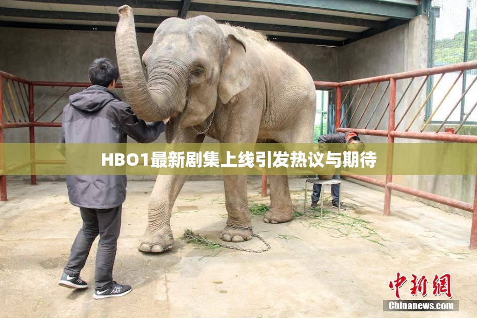 HBO1最新剧集上线引发热议与期待