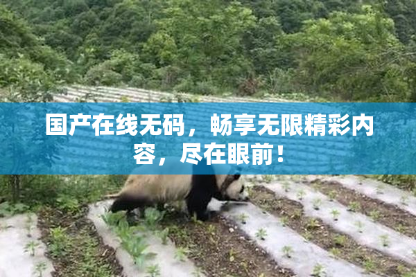 国产在线无码，畅享无限精彩内容，尽在眼前！