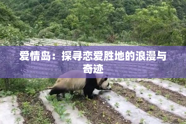 爱情岛：探寻恋爱胜地的浪漫与奇迹