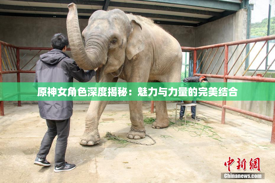 原神女角色深度揭秘：魅力与力量的完美结合