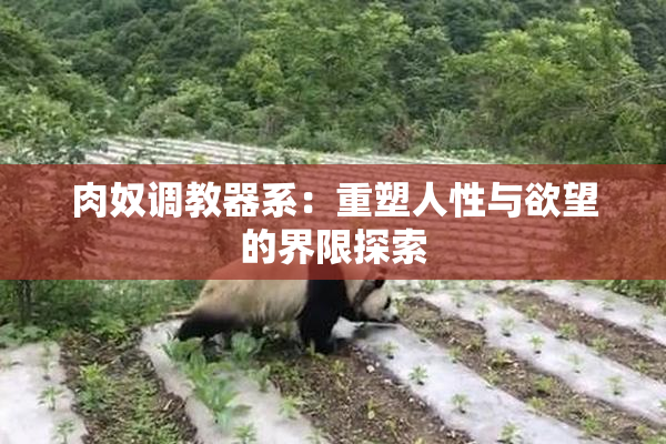 肉奴调教器系：重塑人性与欲望的界限探索