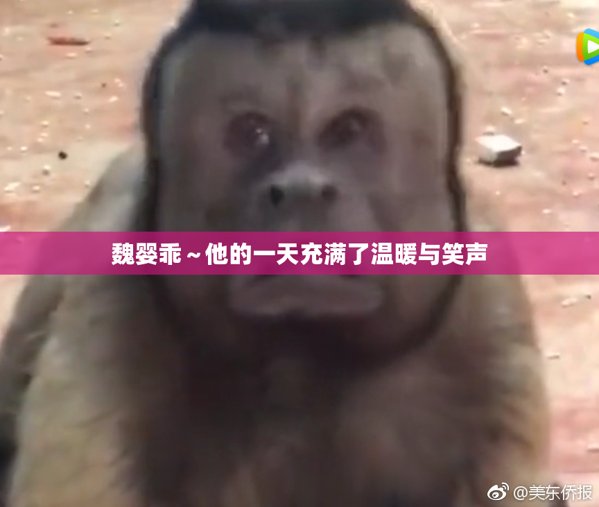 魏婴乖～他的一天充满了温暖与笑声