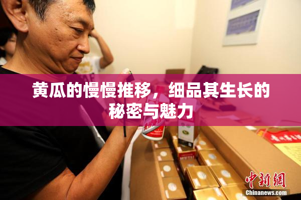 黄瓜的慢慢推移，细品其生长的秘密与魅力