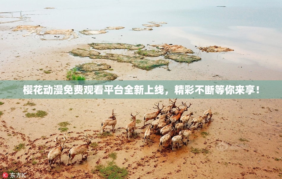 樱花动漫免费观看平台全新上线，精彩不断等你来享！