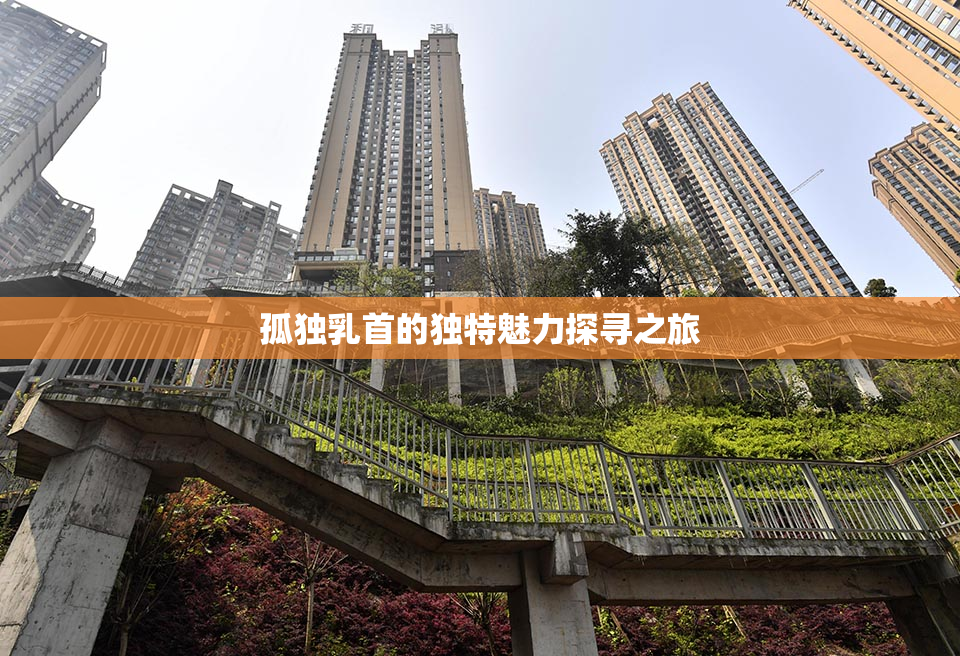 孤独乳首的独特魅力探寻之旅