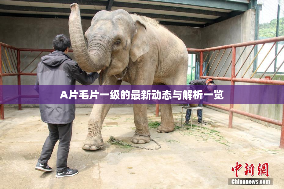 A片毛片一级的最新动态与解析一览
