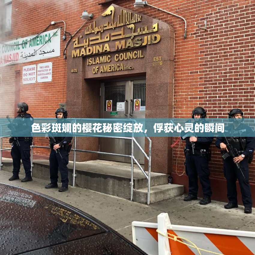 色彩斑斓的樱花秘密绽放，俘获心灵的瞬间