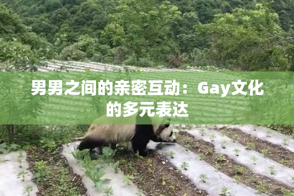 男男之间的亲密互动：Gay文化的多元表达