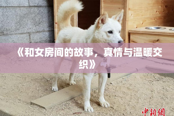 《和女房间的故事，真情与温暖交织》