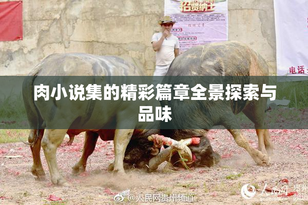 肉小说集的精彩篇章全景探索与品味
