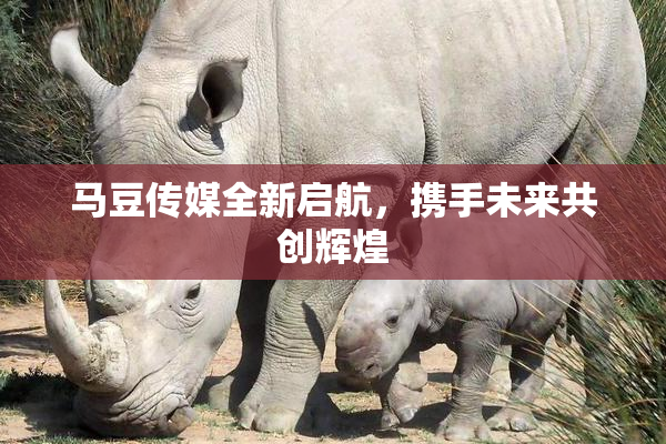马豆传媒全新启航，携手未来共创辉煌