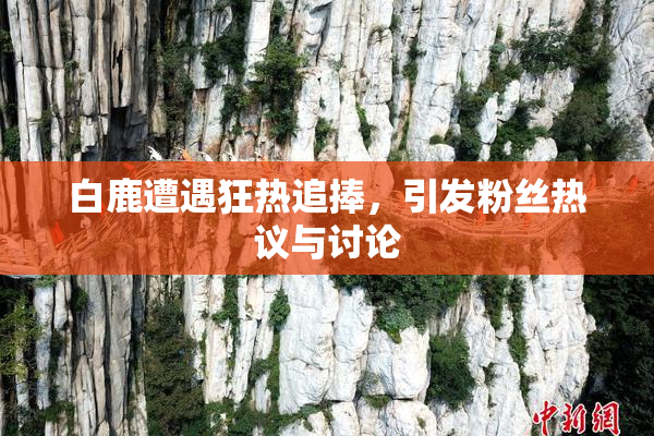 白鹿遭遇狂热追捧，引发粉丝热议与讨论
