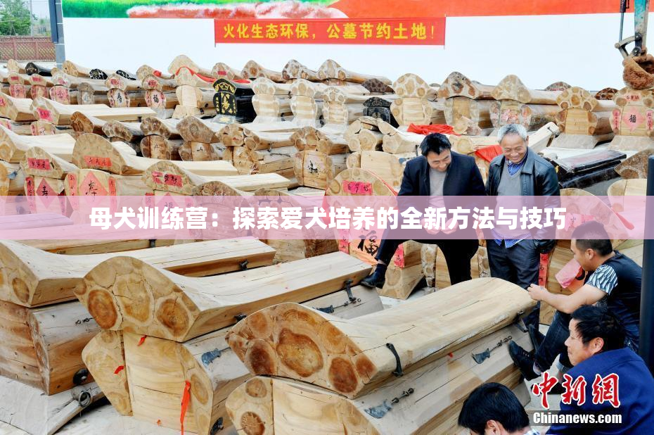 母犬训练营：探索爱犬培养的全新方法与技巧