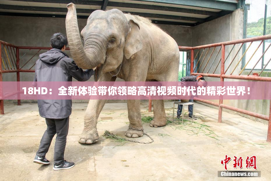 18HD：全新体验带你领略高清视频时代的精彩世界！