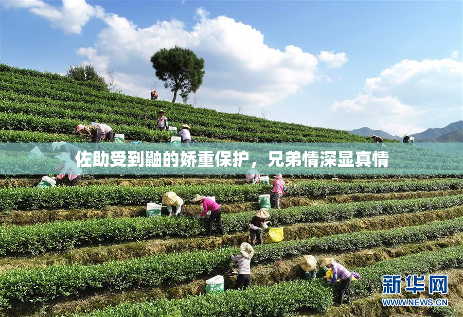 佐助受到鼬的娇重保护，兄弟情深显真情