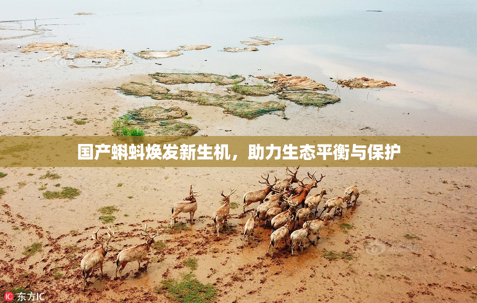 国产蝌蚪焕发新生机，助力生态平衡与保护