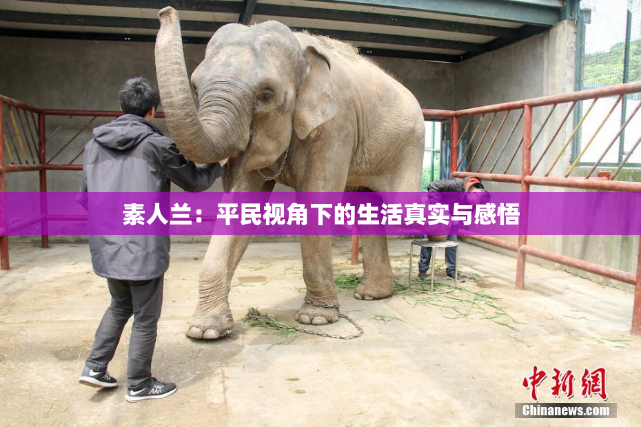 素人兰：平民视角下的生活真实与感悟