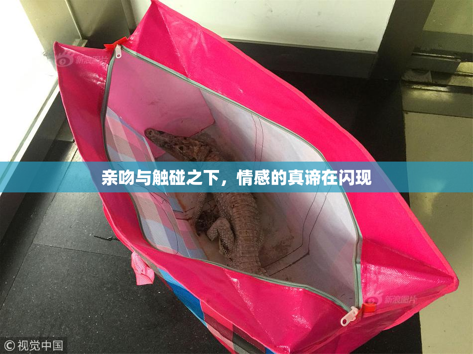亲吻与触碰之下，情感的真谛在闪现