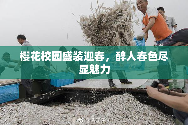 樱花校园盛装迎春，醉人春色尽显魅力