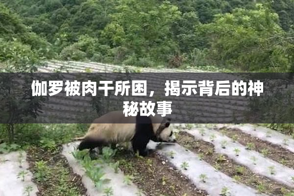 伽罗被肉干所困，揭示背后的神秘故事
