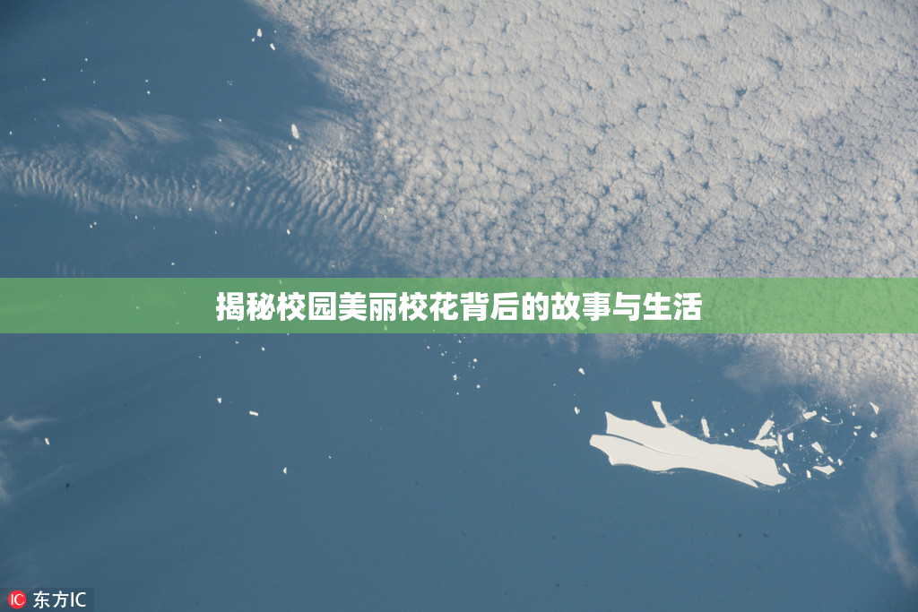 揭秘校园美丽校花背后的故事与生活