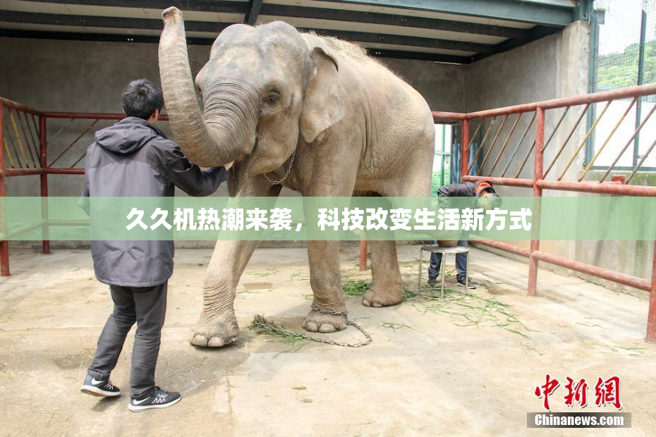 久久机热潮来袭，科技改变生活新方式