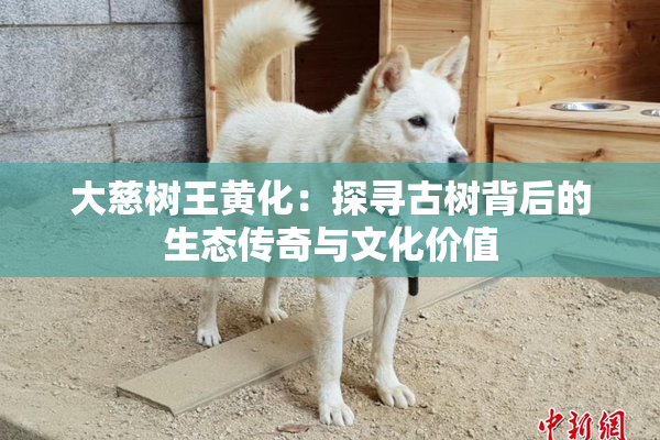 大慈树王黄化：探寻古树背后的生态传奇与文化价值