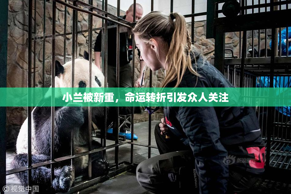 小兰被新重，命运转折引发众人关注