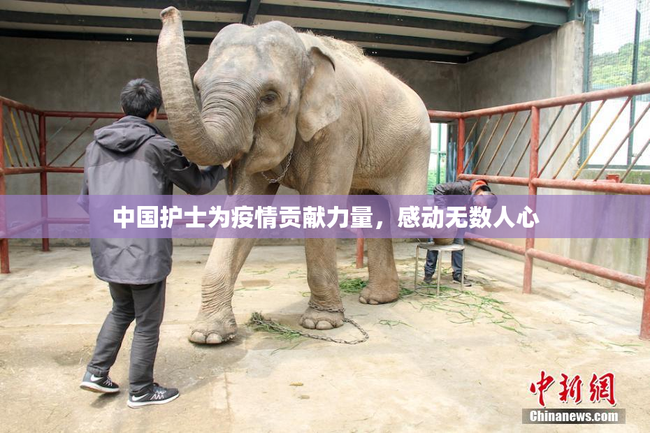 中国护士为疫情贡献力量，感动无数人心