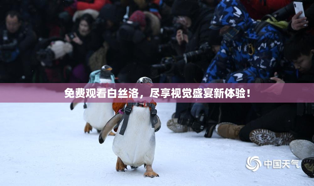 免费观看白丝洛，尽享视觉盛宴新体验！