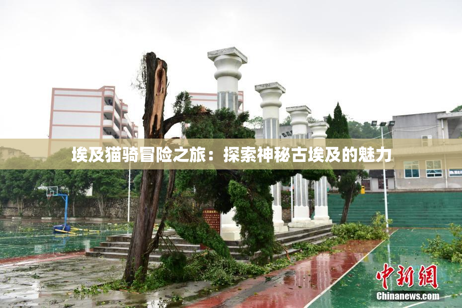 埃及猫骑冒险之旅：探索神秘古埃及的魅力