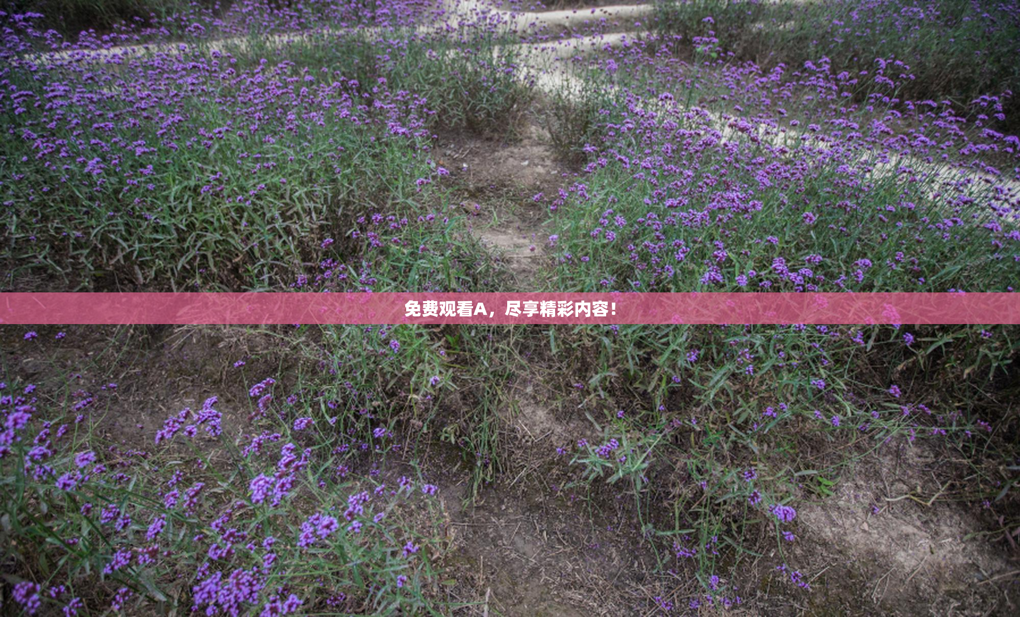 免费观看A，尽享精彩内容！