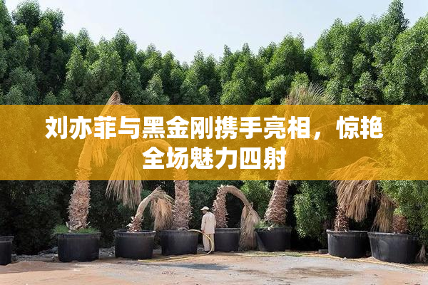 刘亦菲与黑金刚携手亮相，惊艳全场魅力四射