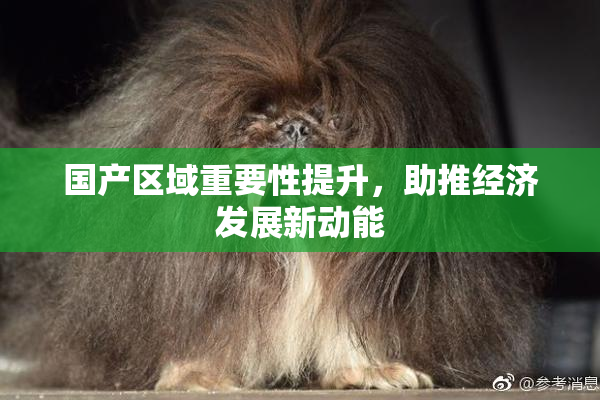 国产区域重要性提升，助推经济发展新动能