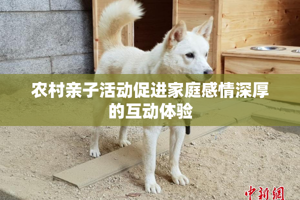 农村亲子活动促进家庭感情深厚的互动体验