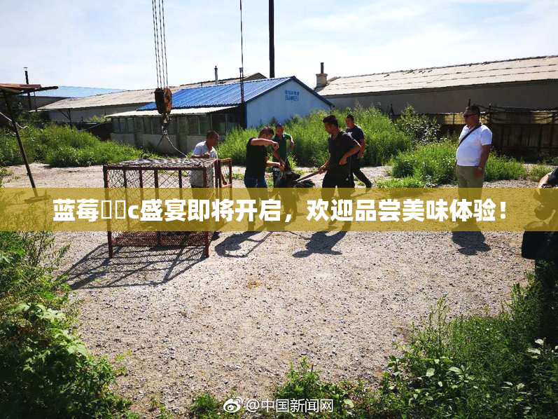 蓝莓❌‌c盛宴即将开启，欢迎品尝美味体验！