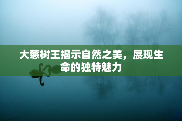 大慈树王揭示自然之美，展现生命的独特魅力