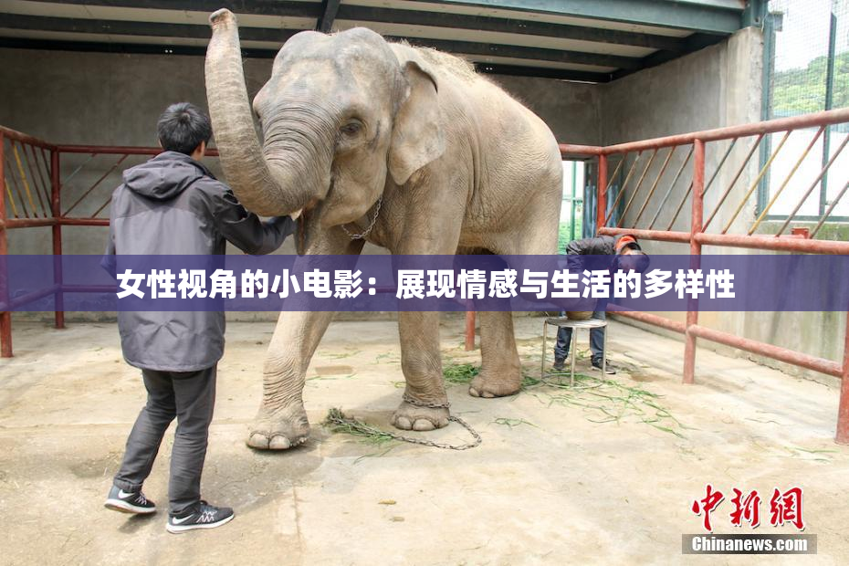 女性视角的小电影：展现情感与生活的多样性