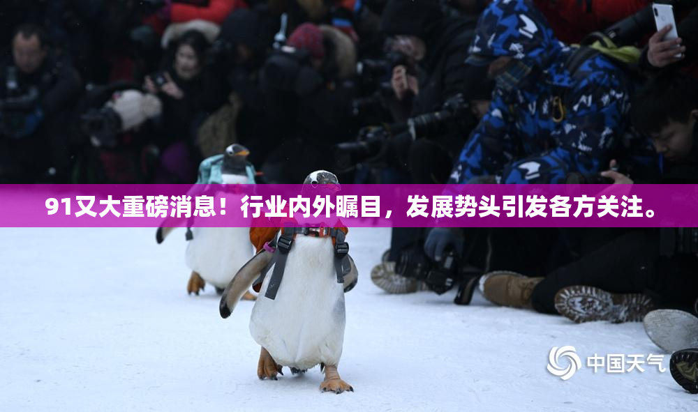 91又大重磅消息！行业内外瞩目，发展势头引发各方关注。
