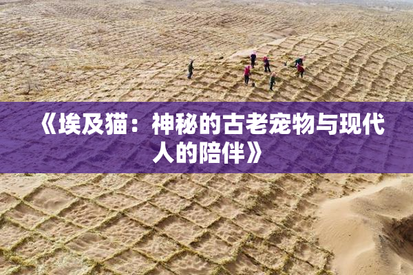 《埃及猫：神秘的古老宠物与现代人的陪伴》