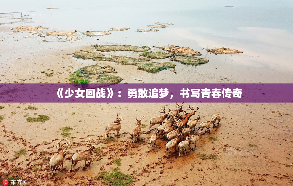 《少女回战》：勇敢追梦，书写青春传奇