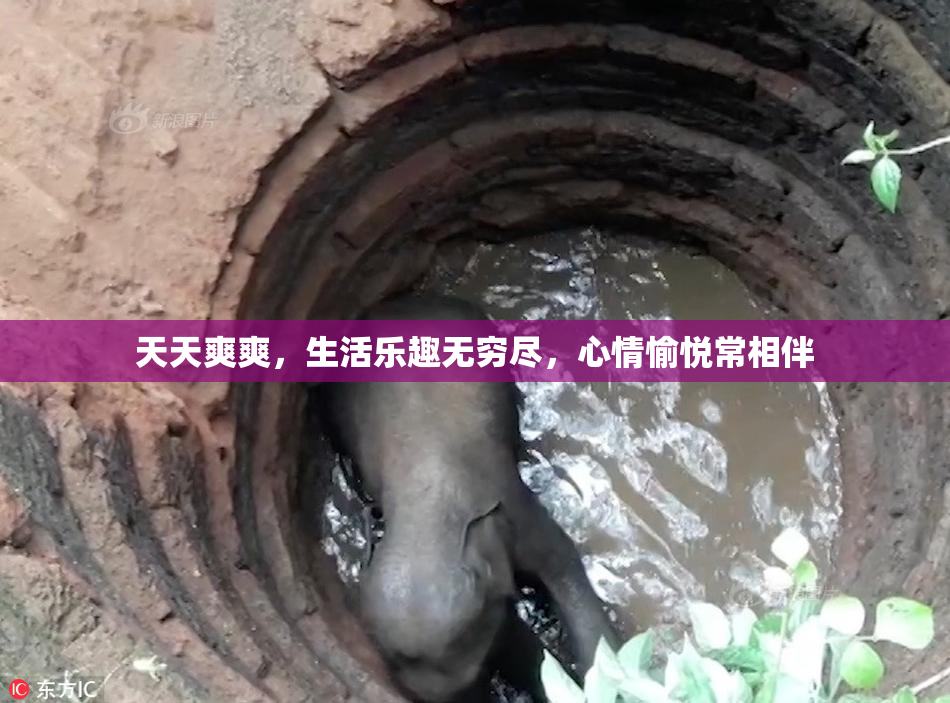 天天爽爽，生活乐趣无穷尽，心情愉悦常相伴