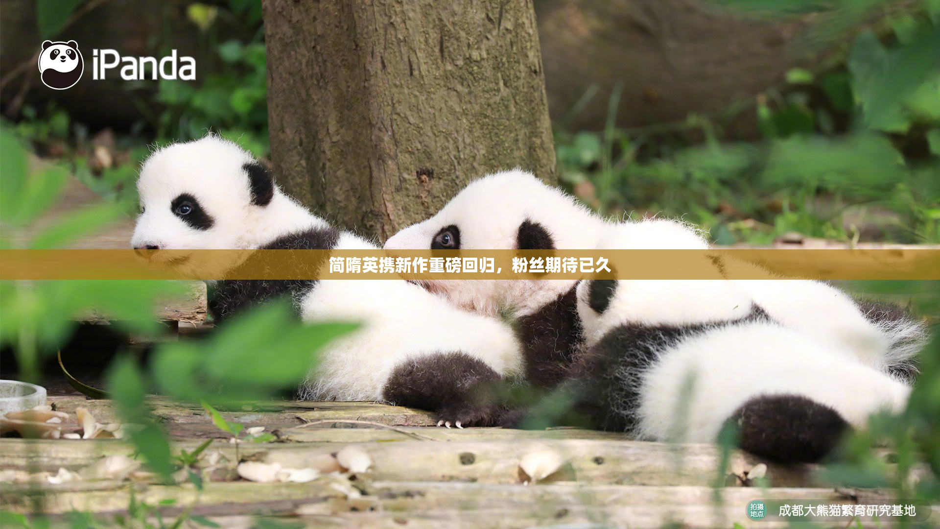 简隋英携新作重磅回归，粉丝期待已久