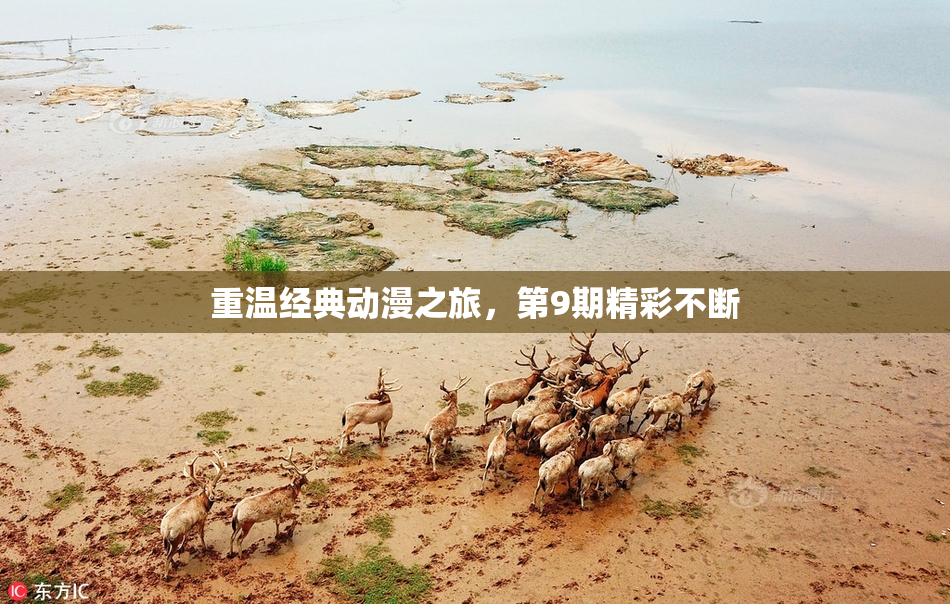 重温经典动漫之旅，第9期精彩不断
