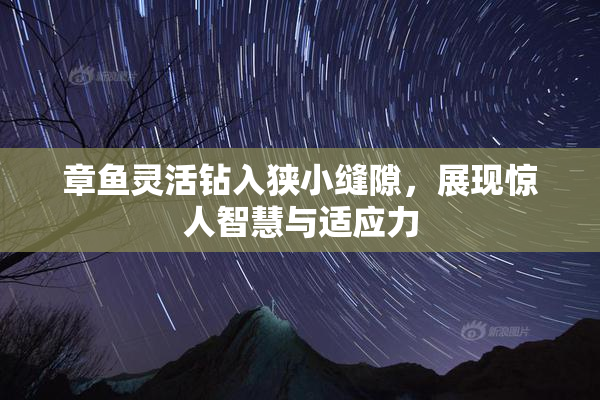 章鱼灵活钻入狭小缝隙，展现惊人智慧与适应力