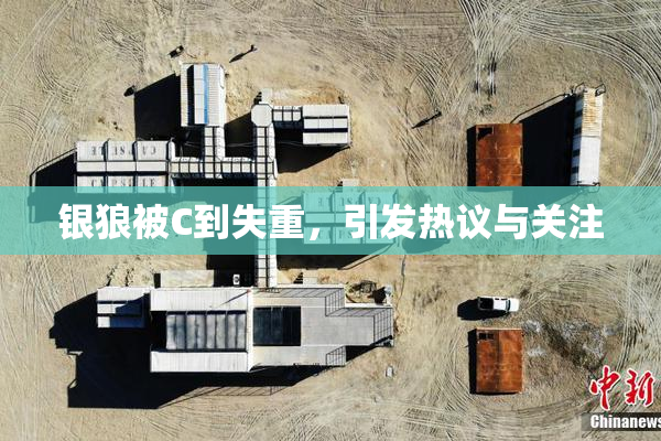 银狼被C到失重，引发热议与关注