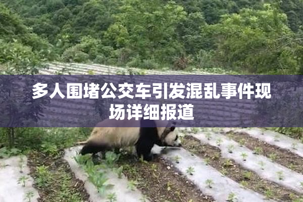 多人围堵公交车引发混乱事件现场详细报道