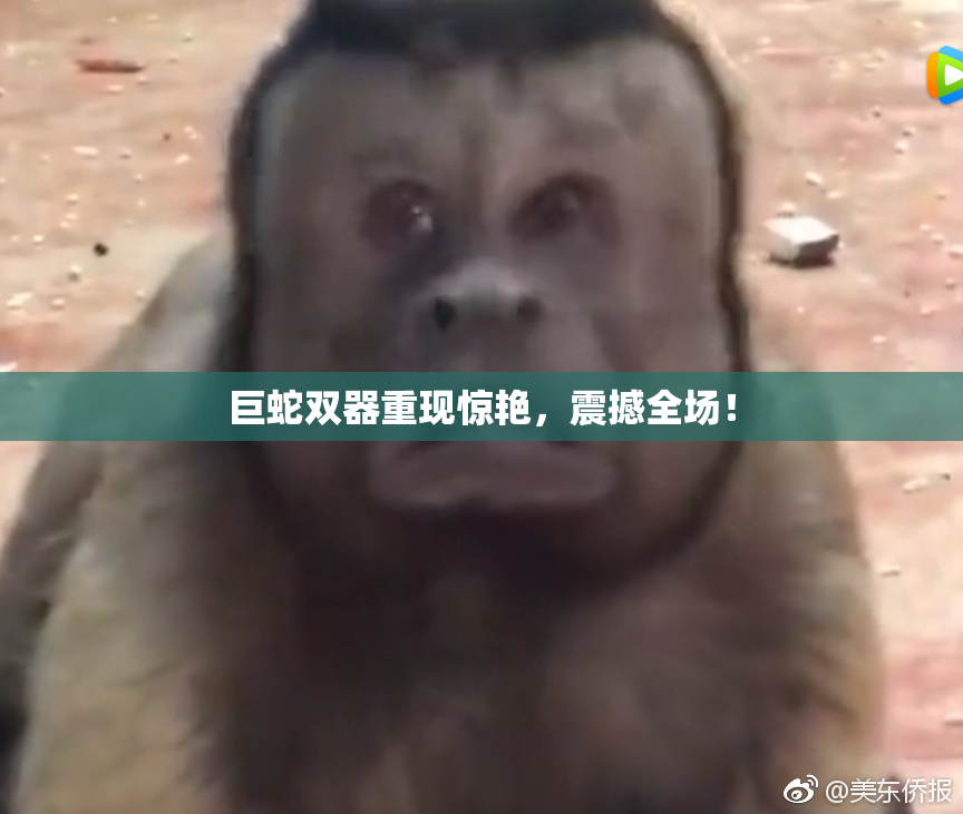 巨蛇双器重现惊艳，震撼全场！