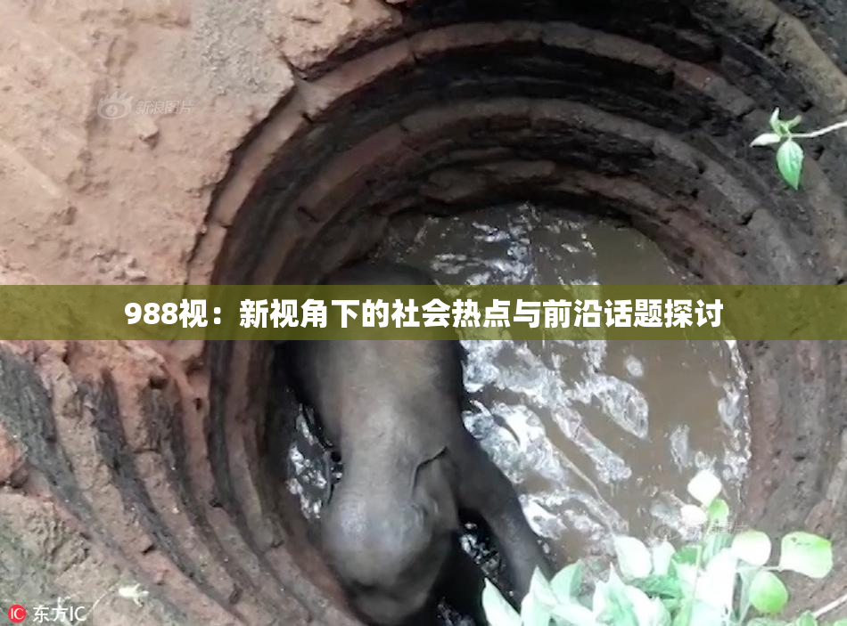 988视：新视角下的社会热点与前沿话题探讨