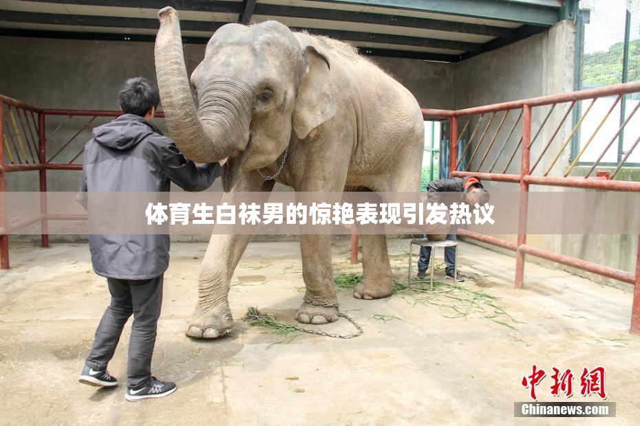 体育生白袜男的惊艳表现引发热议